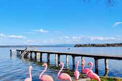 IMG-20260419-WA0016